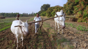 Индийские фермеры угрожают захватить парламент